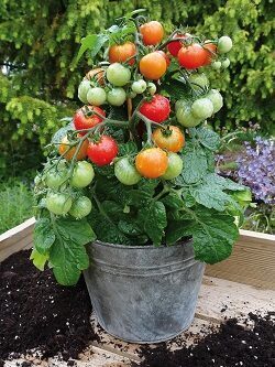 Tomāti Balconi Red F1 15 gab Graines Voltz